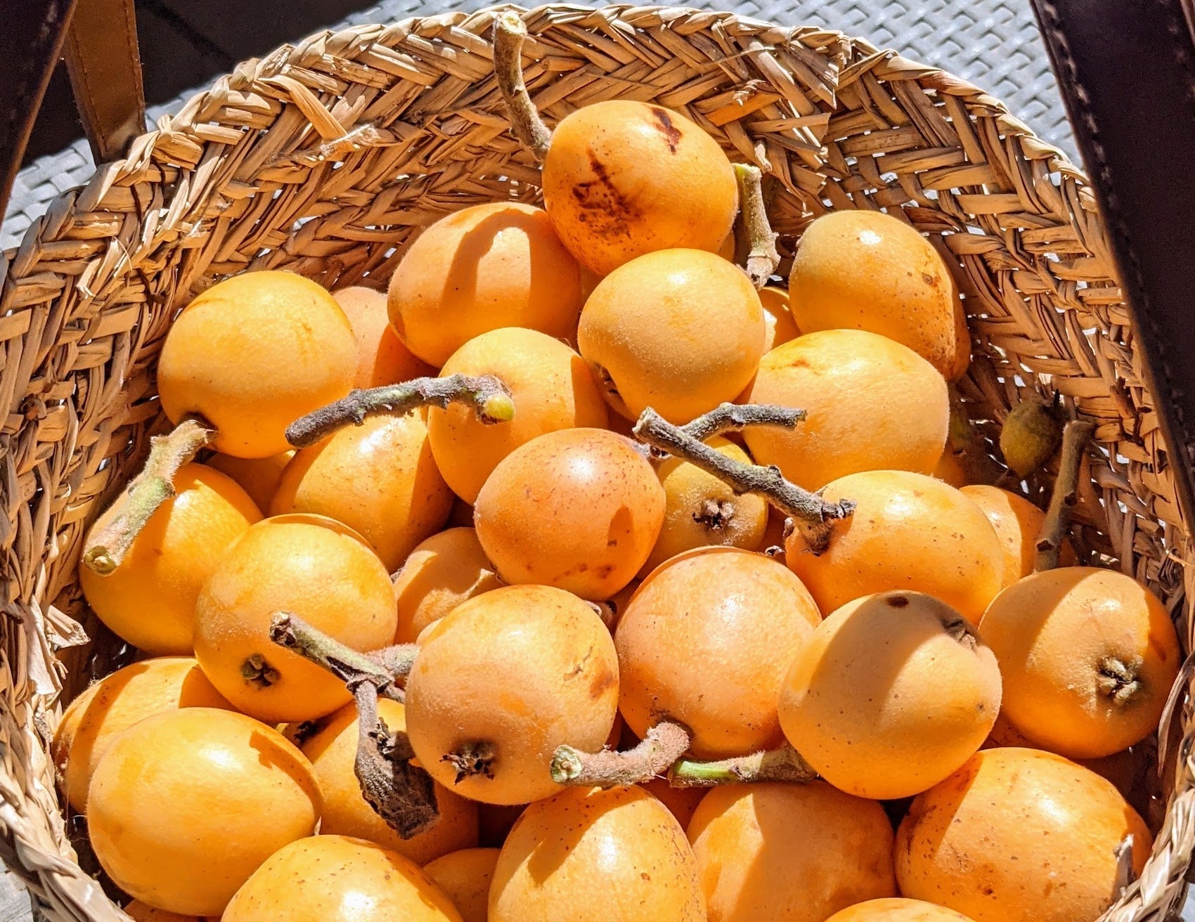A basket of loquats (nisperos), one of the many delicious and popular fruits grown on the island of Menorca.