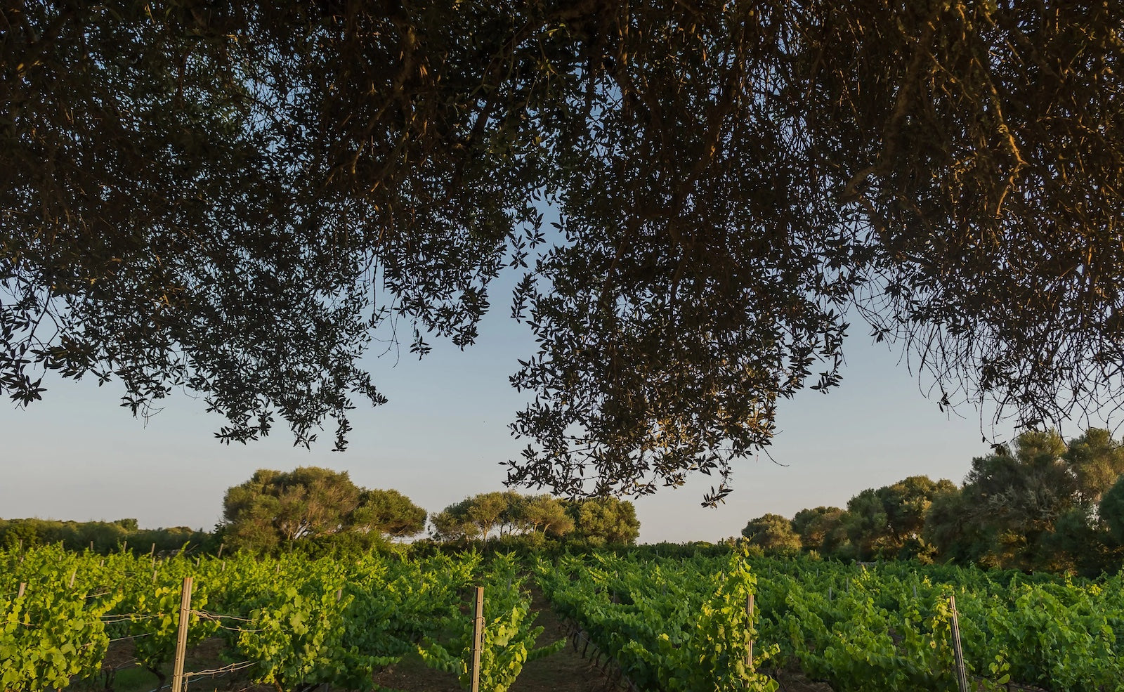 Bodegas Binifadet