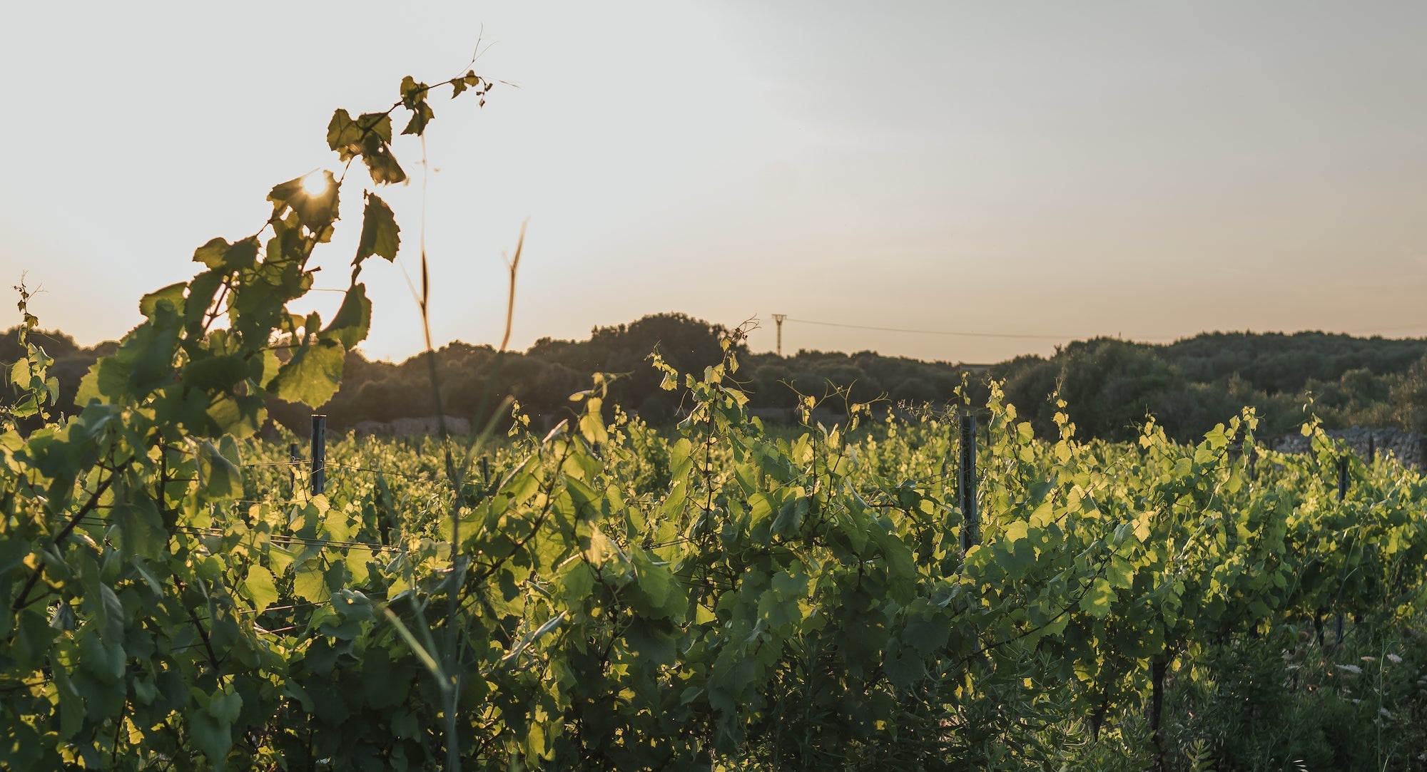 Wineries